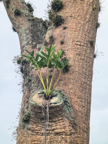 Philodendron 2