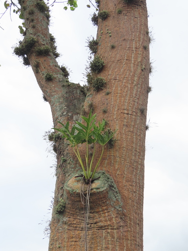 Philodendron 3
