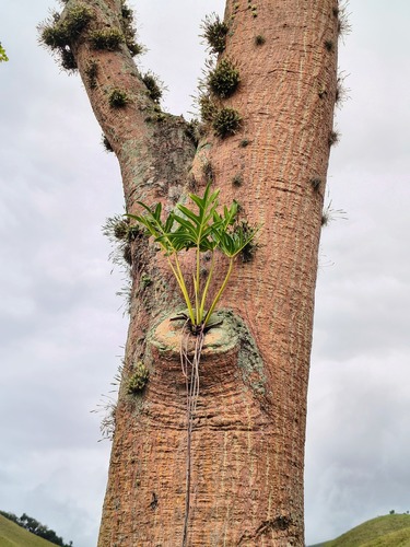 Philodendron 4