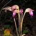 Indian Broomrape - Photo (c) Rejoice Gassah, some rights reserved (CC BY), uploaded by Rejoice Gassah