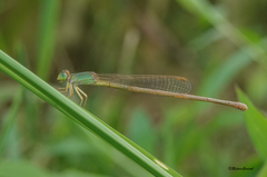 Ceriagrion olivaceum