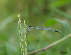 Agriocnemis lacteola