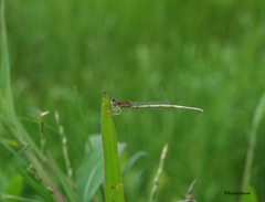Agriocnemis lacteola