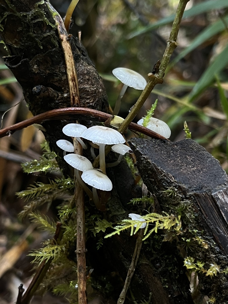 Mycena subulifera · May 2025 · photo: © sur_endemico (iNaturalist, cc-by-nc)