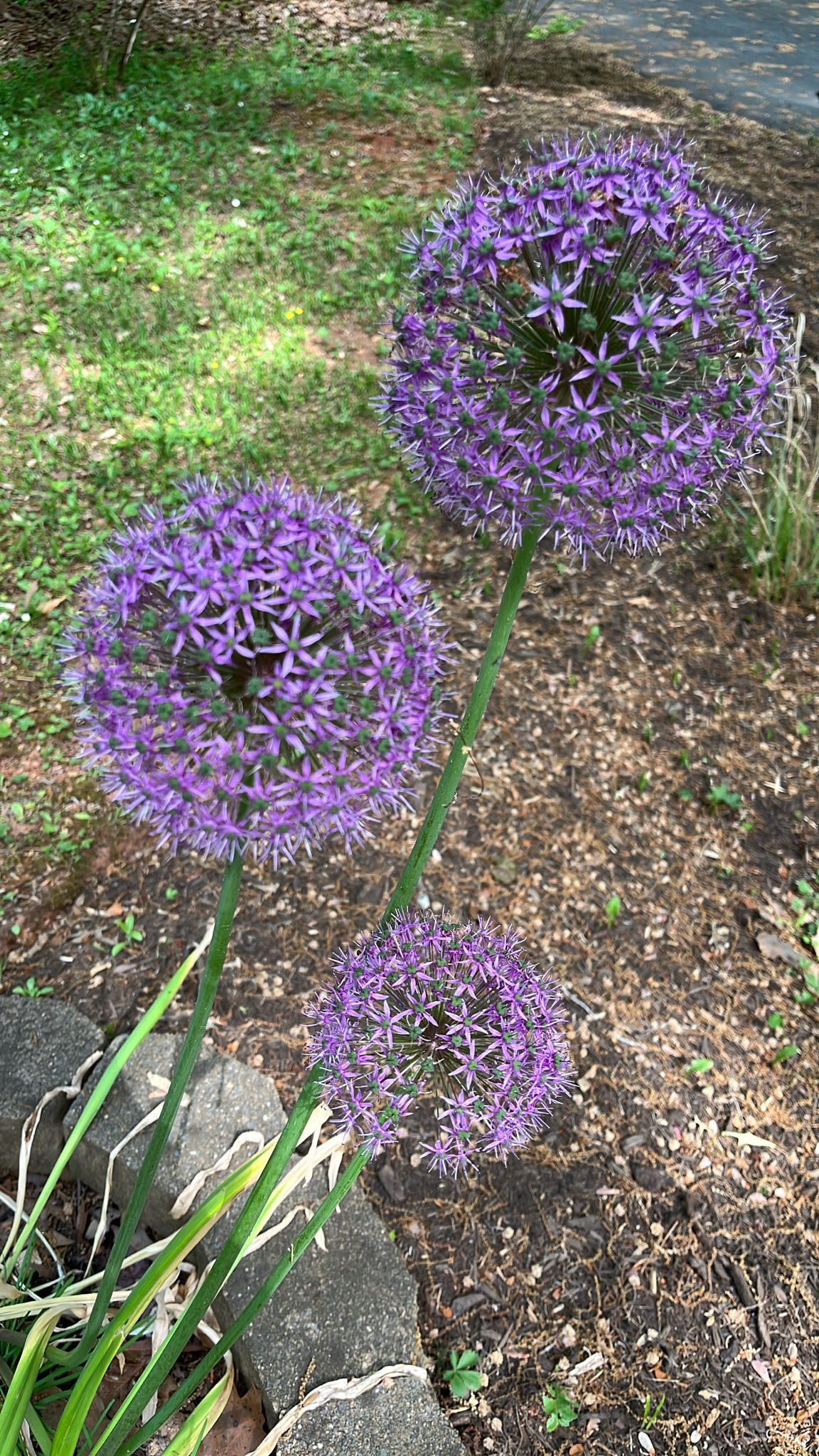 Imagem de Allium giganteum é conhecido como "alho-gigante"
