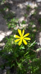 Steirodiscus tagetes