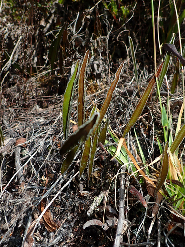 Elaphoglossum mathewsii