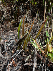 Elaphoglossum mathewsii