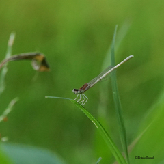 Agriocnemis lacteola
