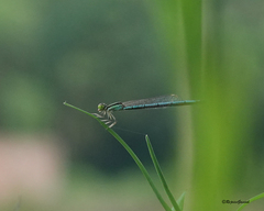Agriocnemis lacteola