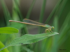 Ceriagrion olivaceum