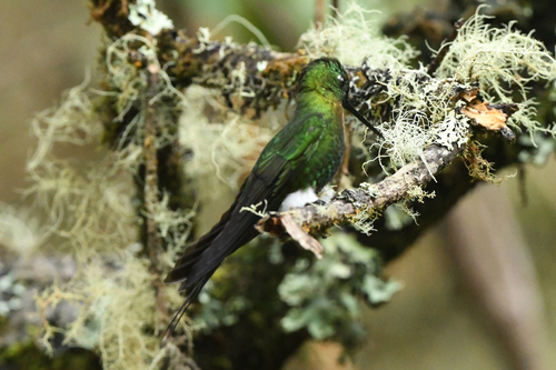 Golden-breasted Puffleg (Eriocnemis mosquera), photo 9