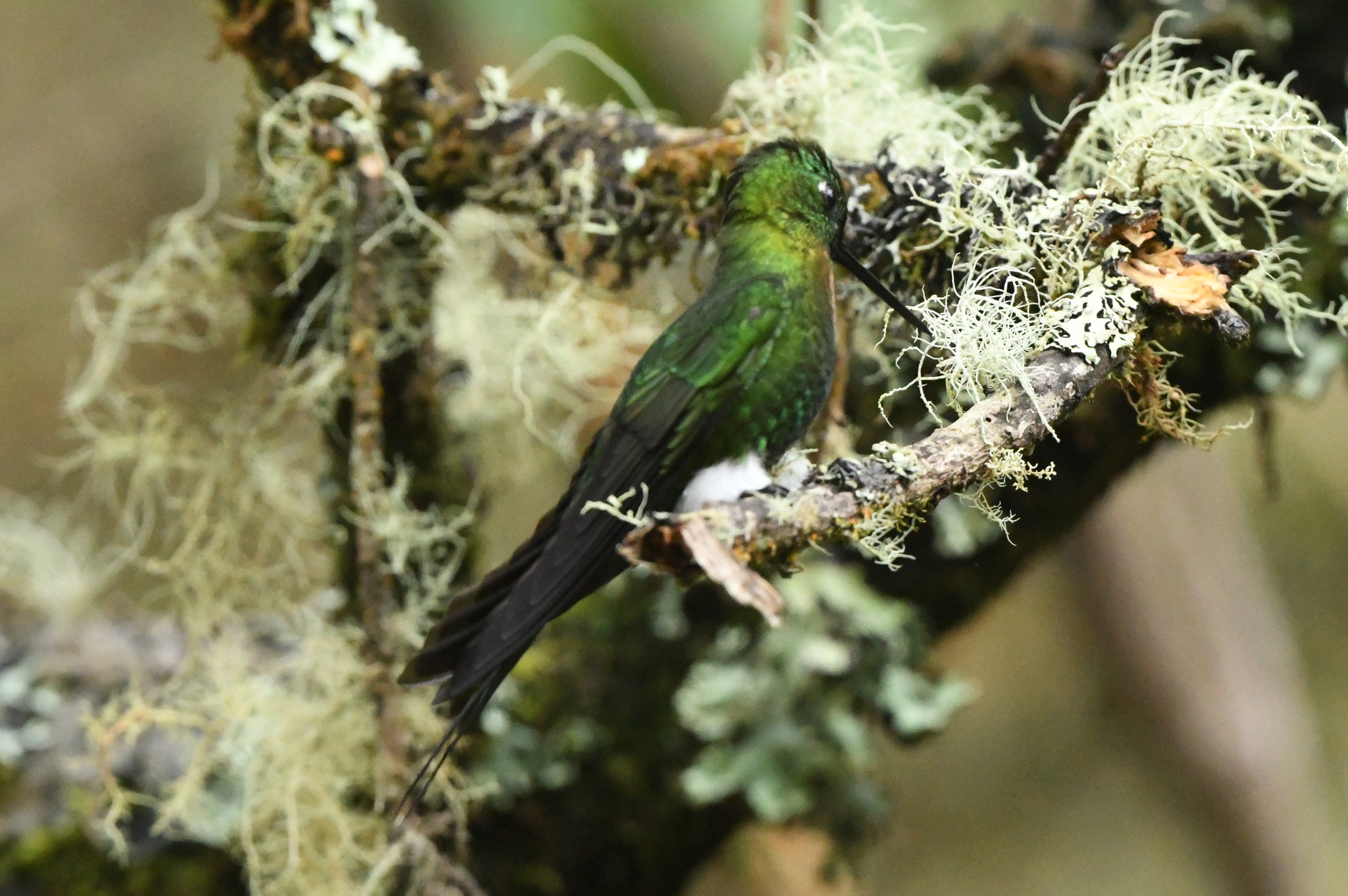 Golden-breasted Puffleg (Eriocnemis mosquera), photo 7