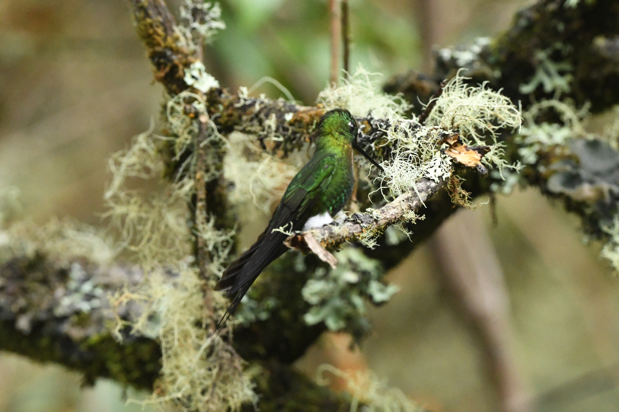 Golden-breasted Puffleg (Eriocnemis mosquera), photo 6