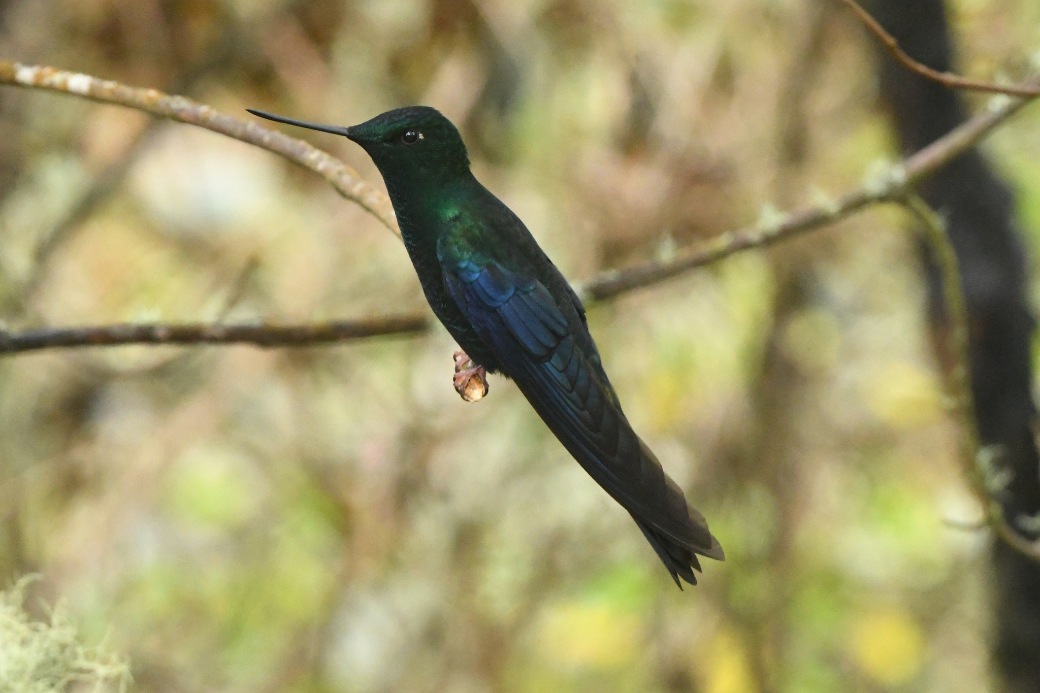 Great Sapphirewing (Pterophanes cyanopterus), photo 10