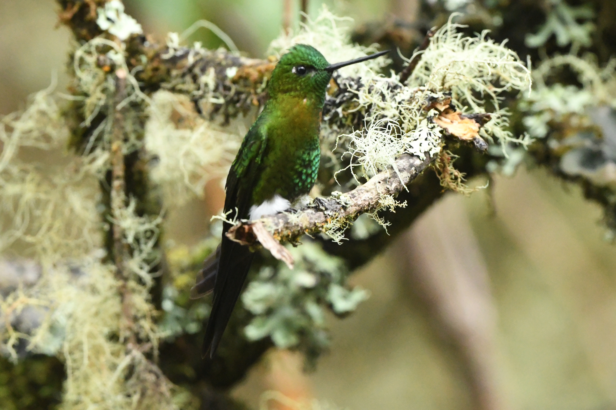 Golden-breasted Puffleg (Eriocnemis mosquera), photo 5