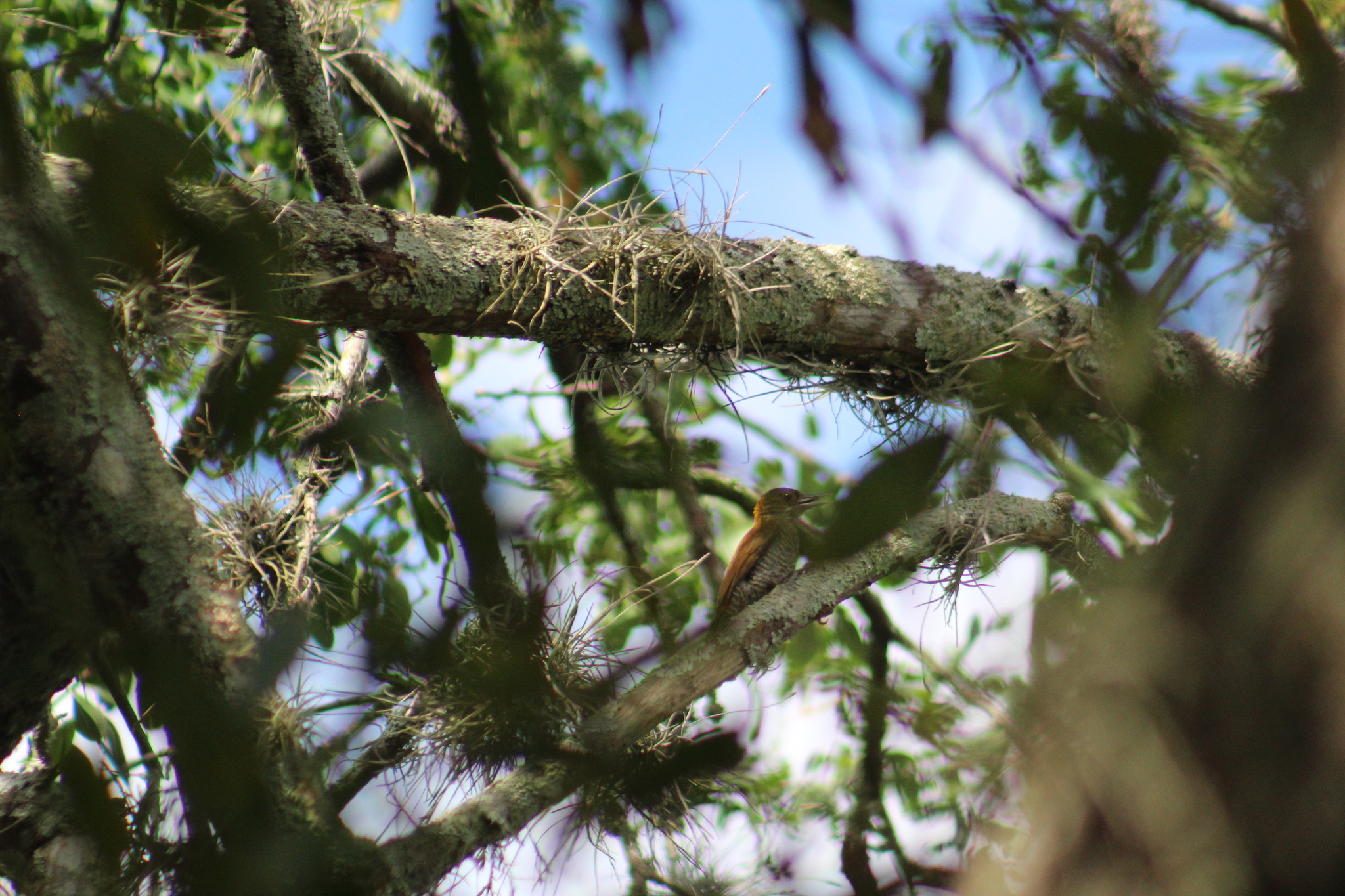 Red-rumped Woodpecker (Veniliornis kirkii), photo 7