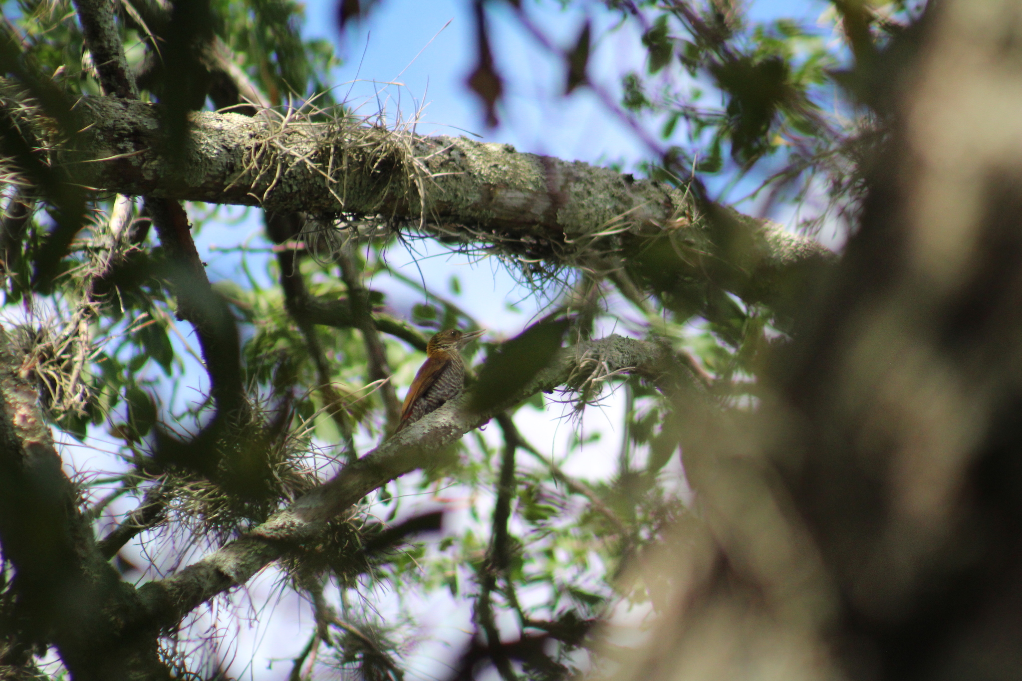 Red-rumped Woodpecker (Veniliornis kirkii), photo 8