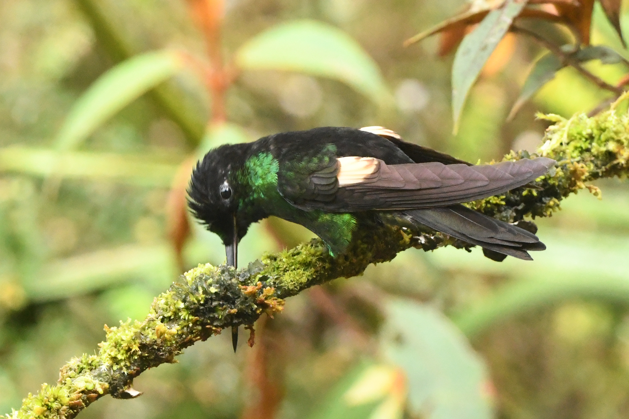 Buff-winged Starfrontlet (Coeligena lutetiae), photo 8