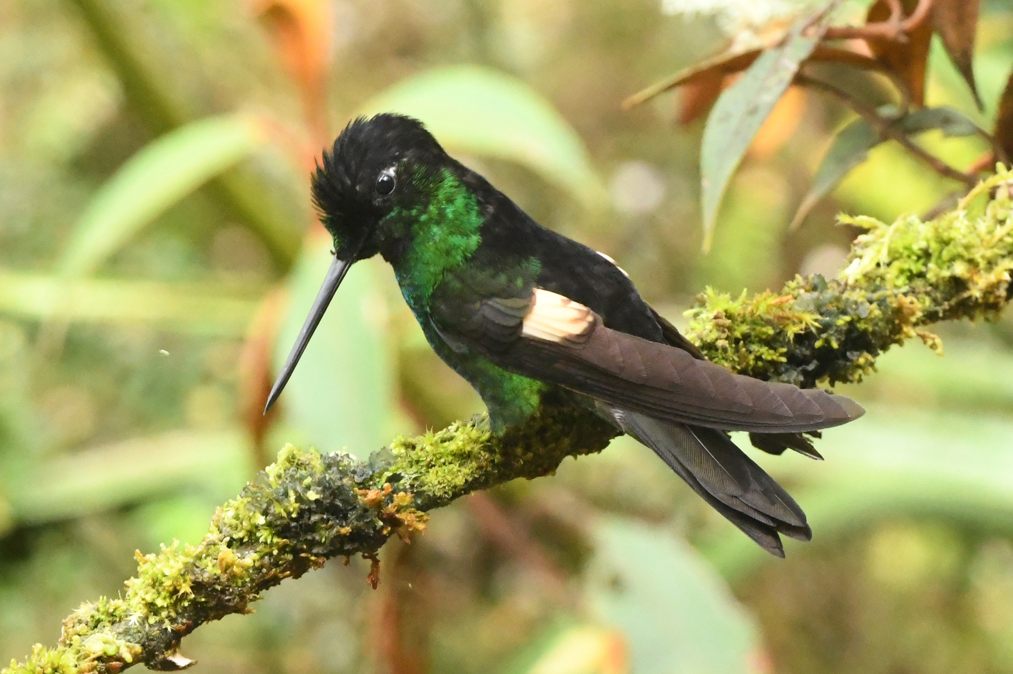 Buff-winged Starfrontlet (Coeligena lutetiae), photo 7
