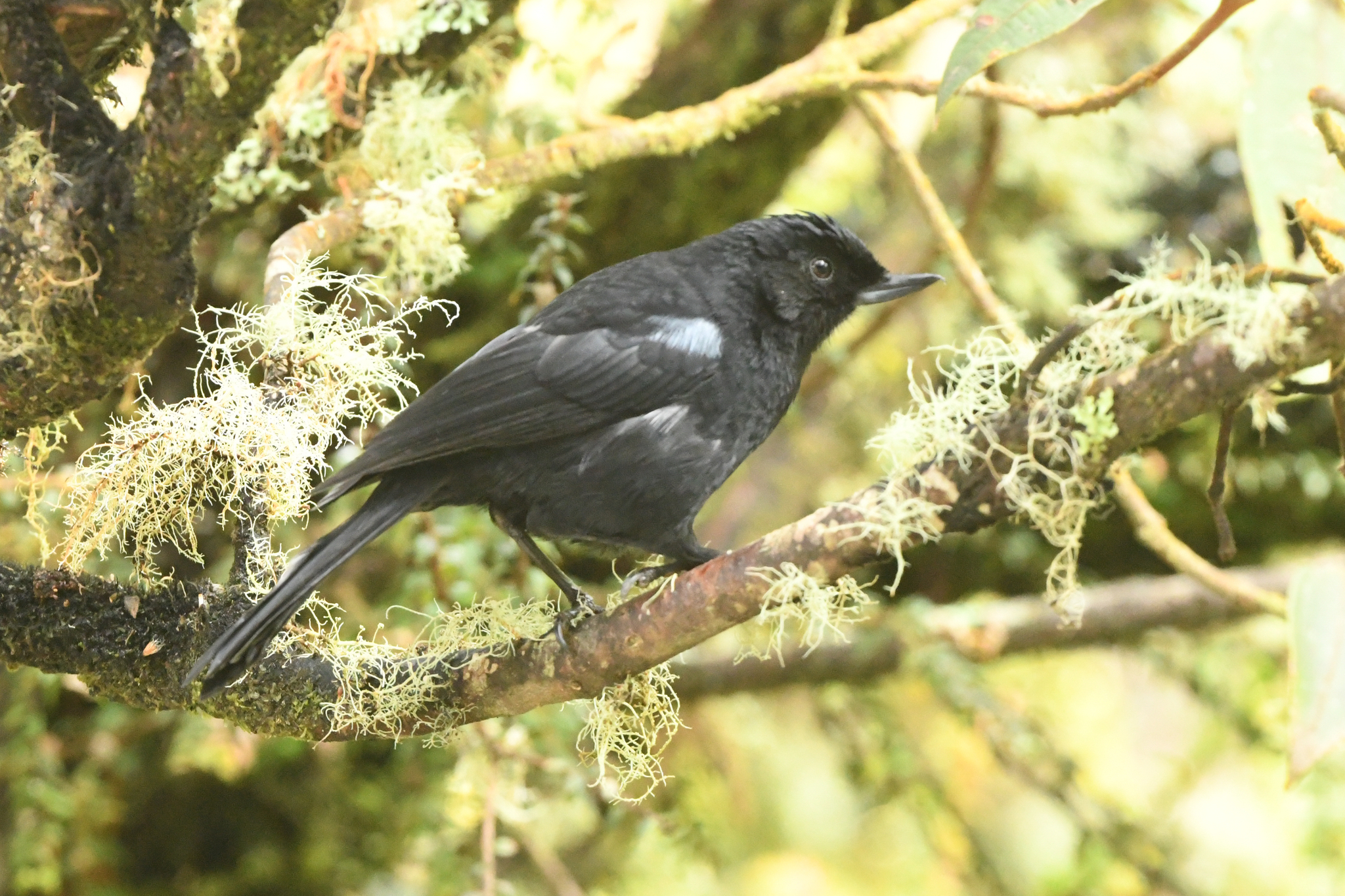 Glossy Flowerpiercer (Diglossa lafresnayii), photo 6