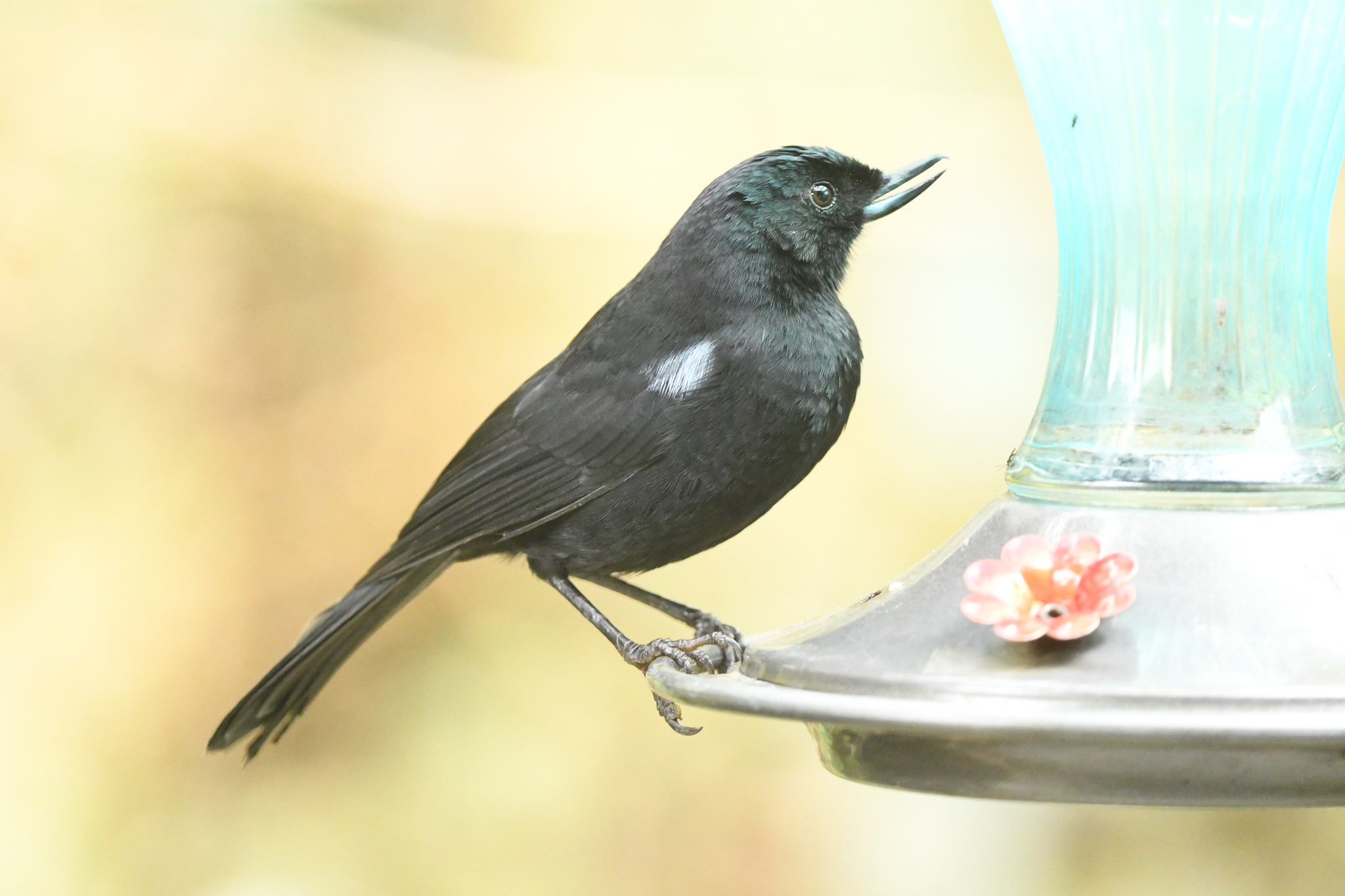 Glossy Flowerpiercer (Diglossa lafresnayii), photo 7