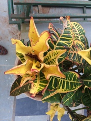 Codiaeum variegatum