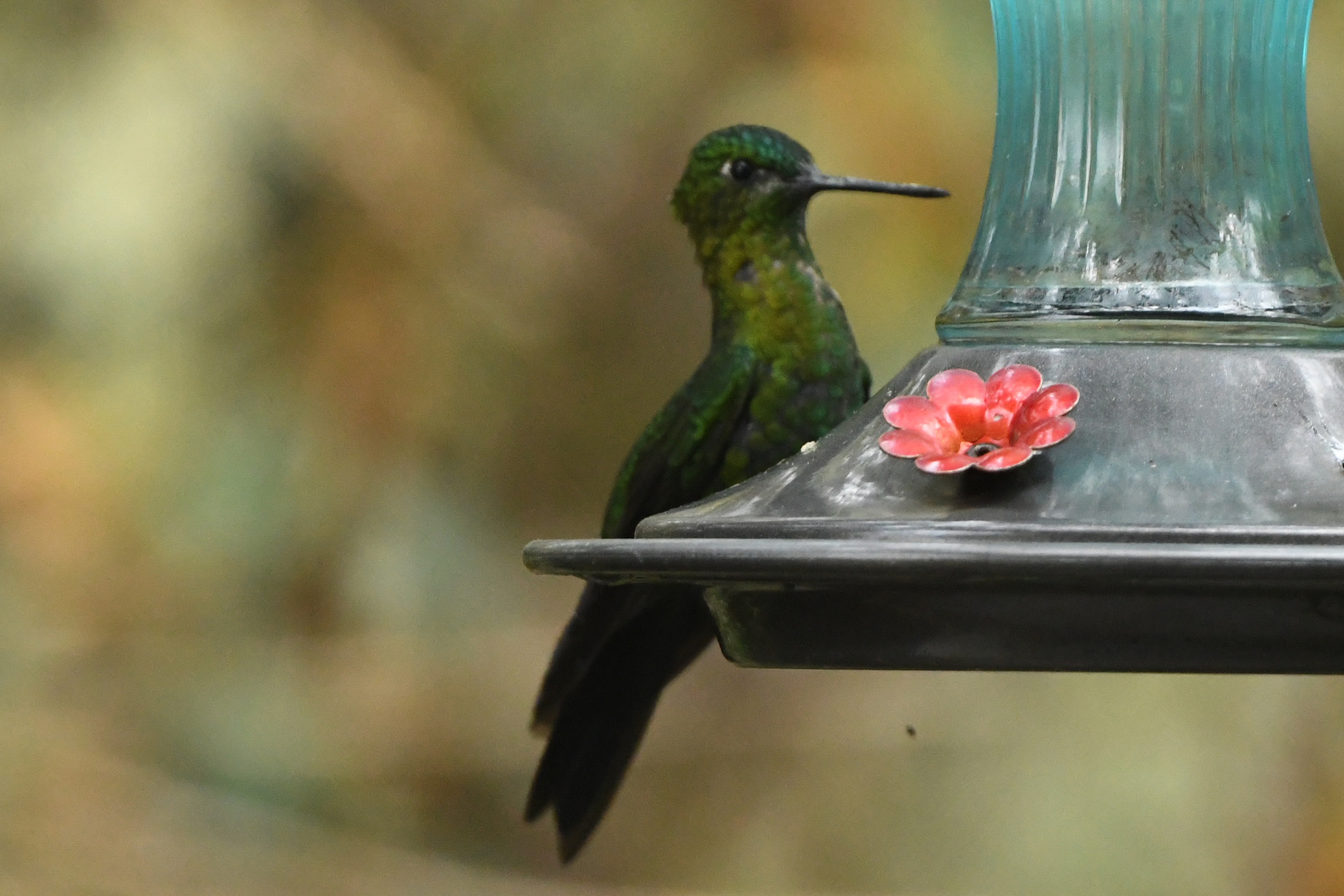 Golden-breasted Puffleg (Eriocnemis mosquera), photo 4
