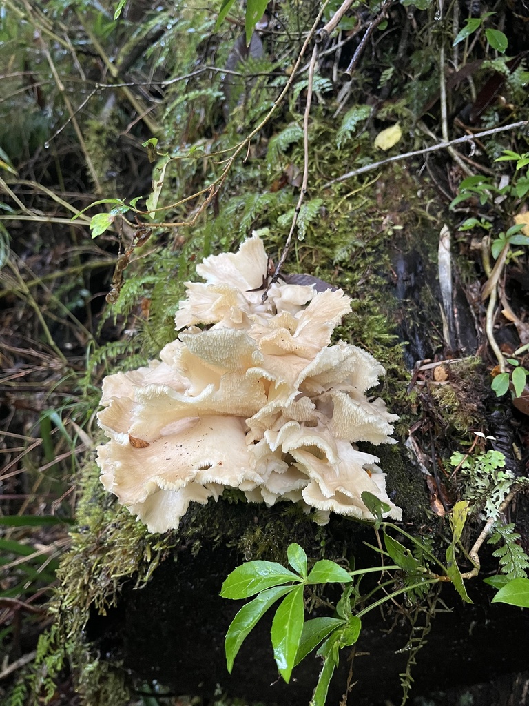 Grifola gargal · May 2025 · photo: © sur_endemico (iNaturalist, cc-by-nc)