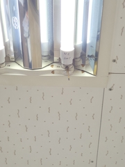 Sympetrum infuscatum