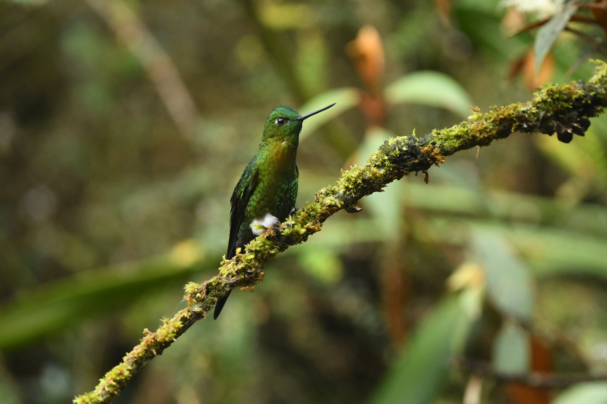 Golden-breasted Puffleg (Eriocnemis mosquera), photo 3
