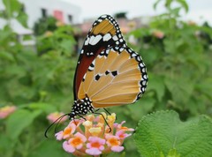 Danaus chrysippus