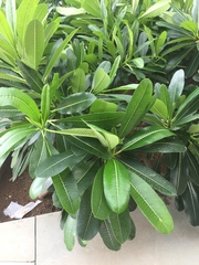 Plumeria obtusa