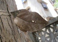 Kallima horsfieldii