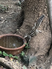 Funambulus pennantii