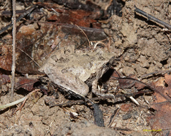 Microhyla berdmorei