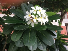 Plumeria obtusa