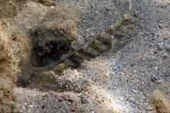 Cryptocentrus melanopus