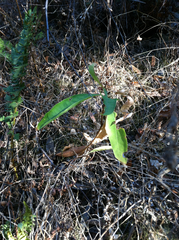 Oemleria cerasiformis