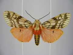 Teracotona pardalina