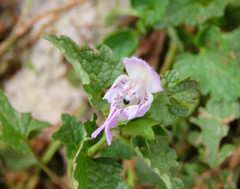 Lamium garganicum