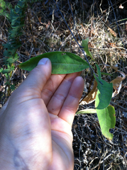 Oemleria cerasiformis