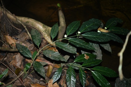 Matelea palustris, 2024-10-16
