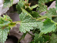 Lamium garganicum