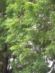 Azadirachta indica