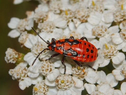 Harlequin bug photo 6
