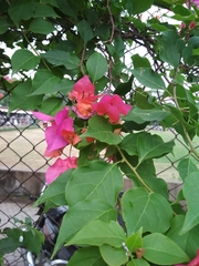 Bougainvillea