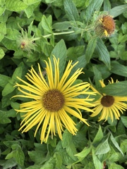 Inula hookeri
