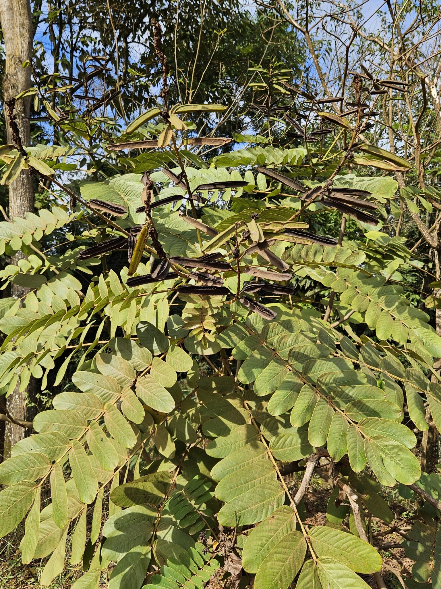 Senna alata