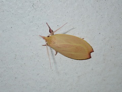 Wingia rectiorella